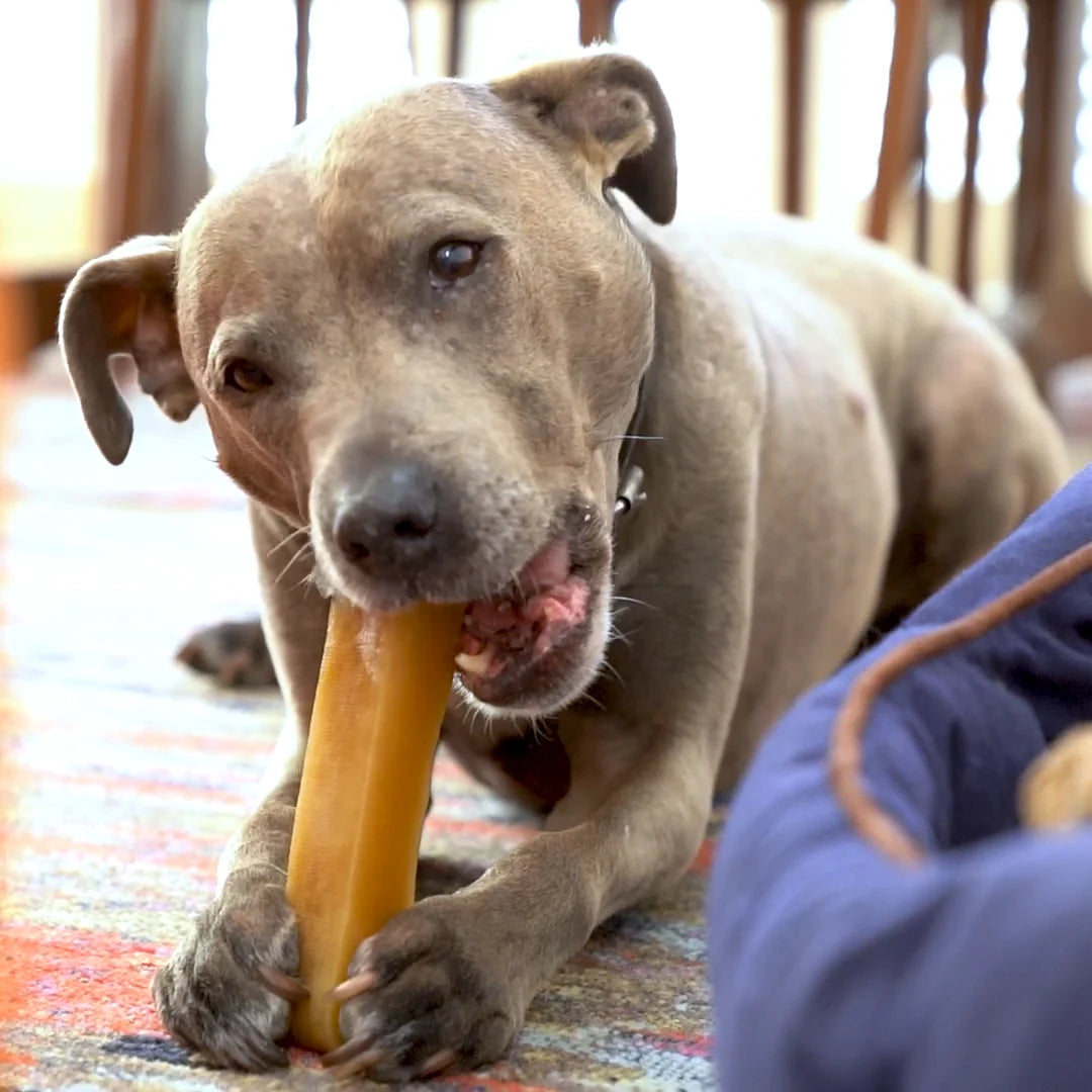 Himalayan Hard Cheese Chew