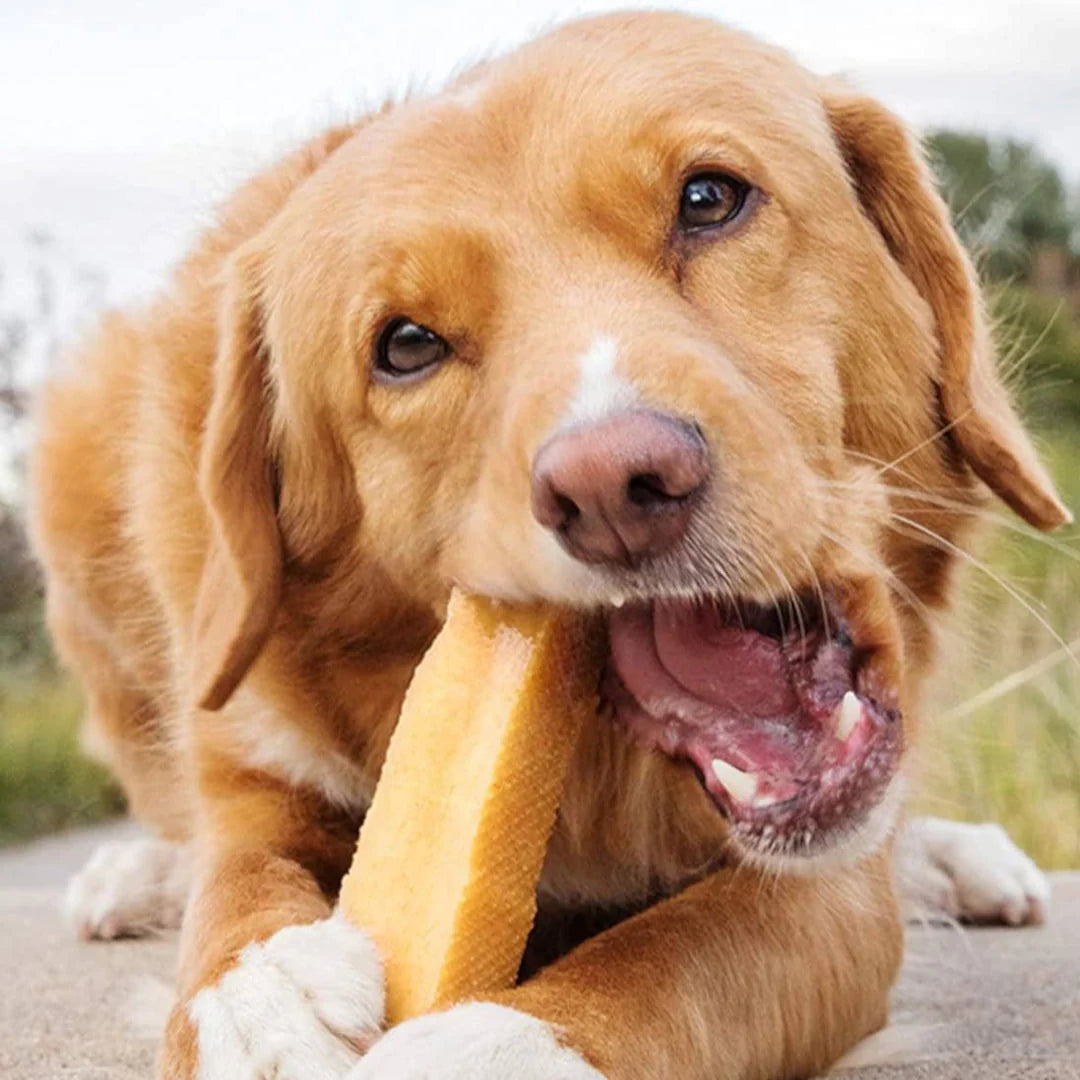 Himalayan Hard Cheese Chew