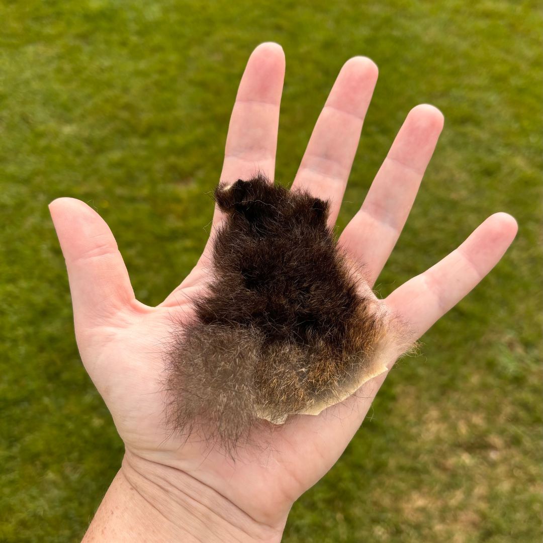 Possum fur offcut