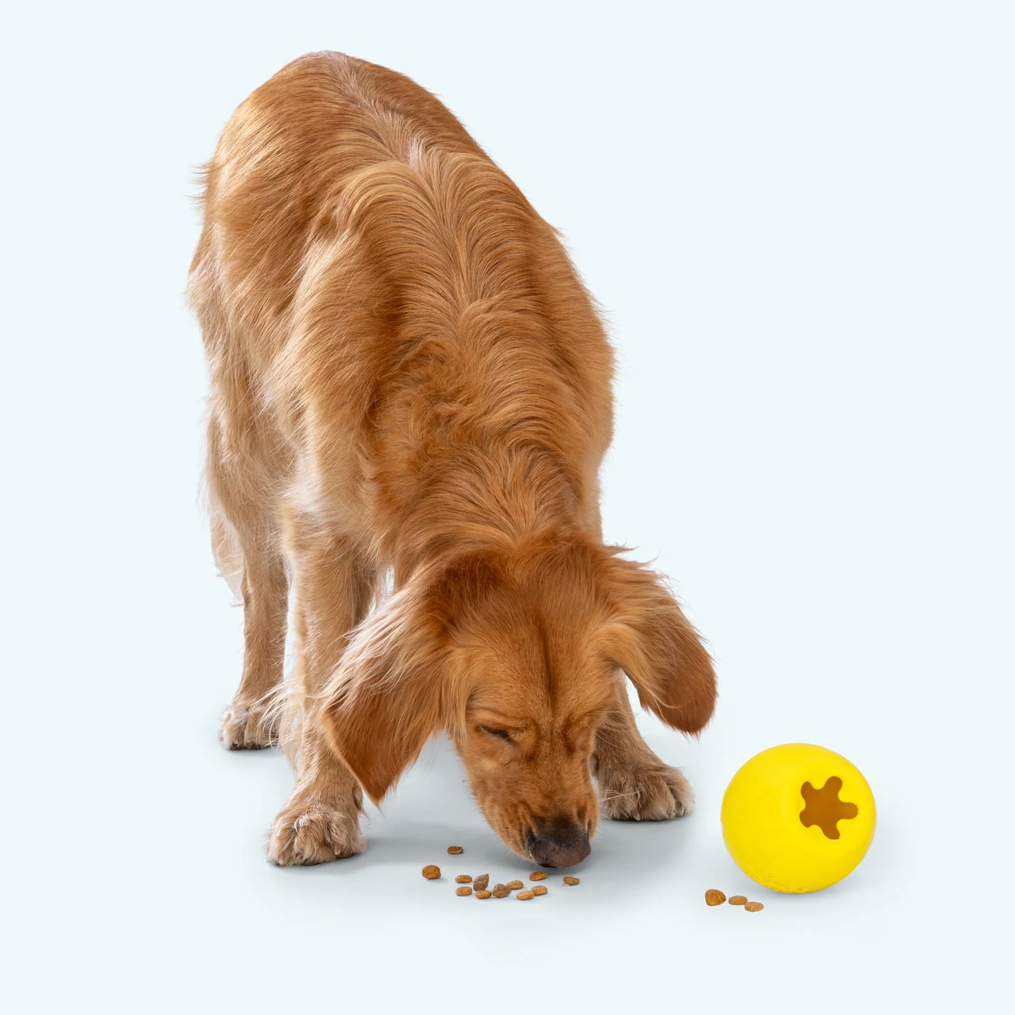 West Paw - Rumbl LIMITED EDITION COLOURS