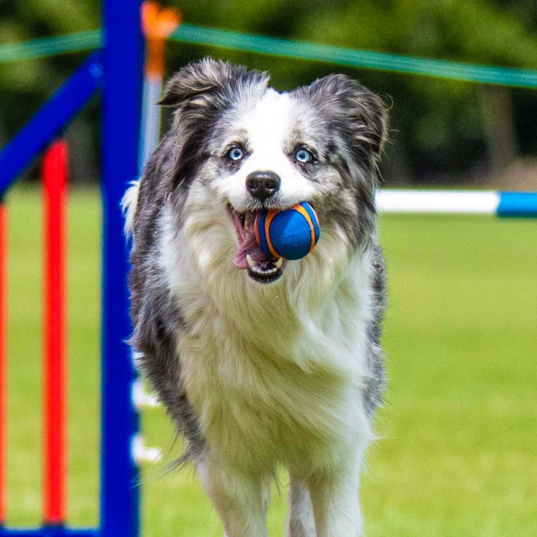 Chuckit - Ultra Squeak Balls