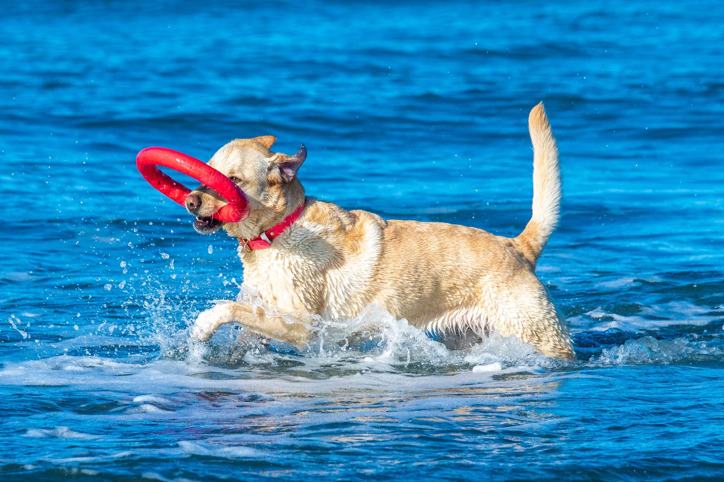 PitchDog Fetch Ring