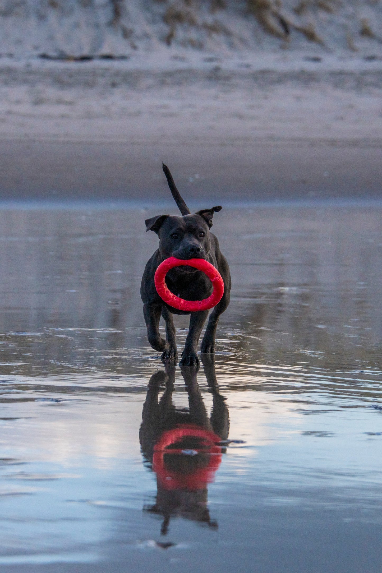 PitchDog Fetch Ring