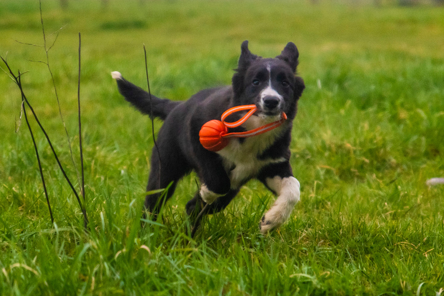 Liker Ball with Line