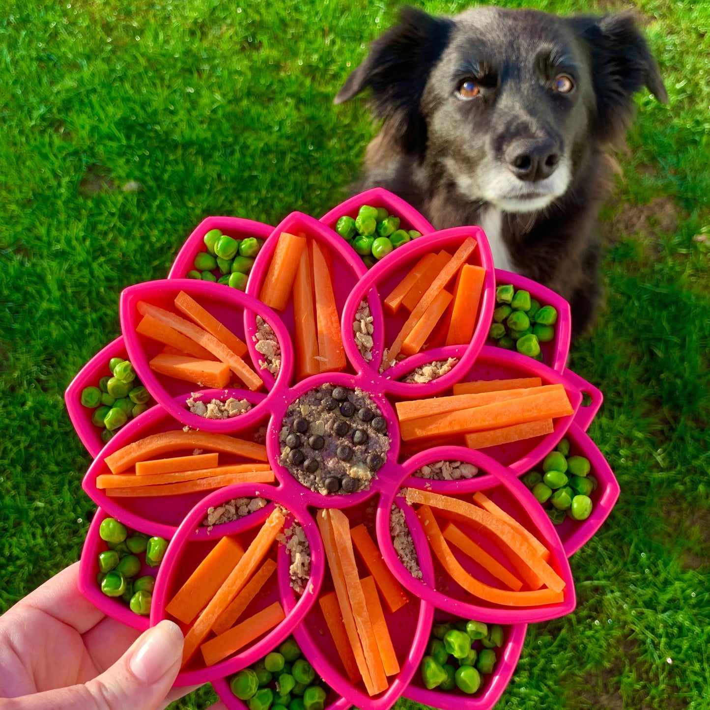 SodaPup - Mandala eTray