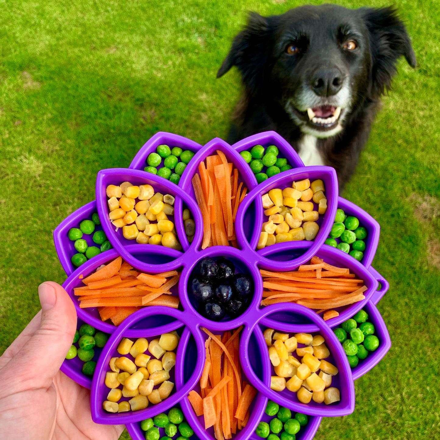 SodaPup - Mandala eTray