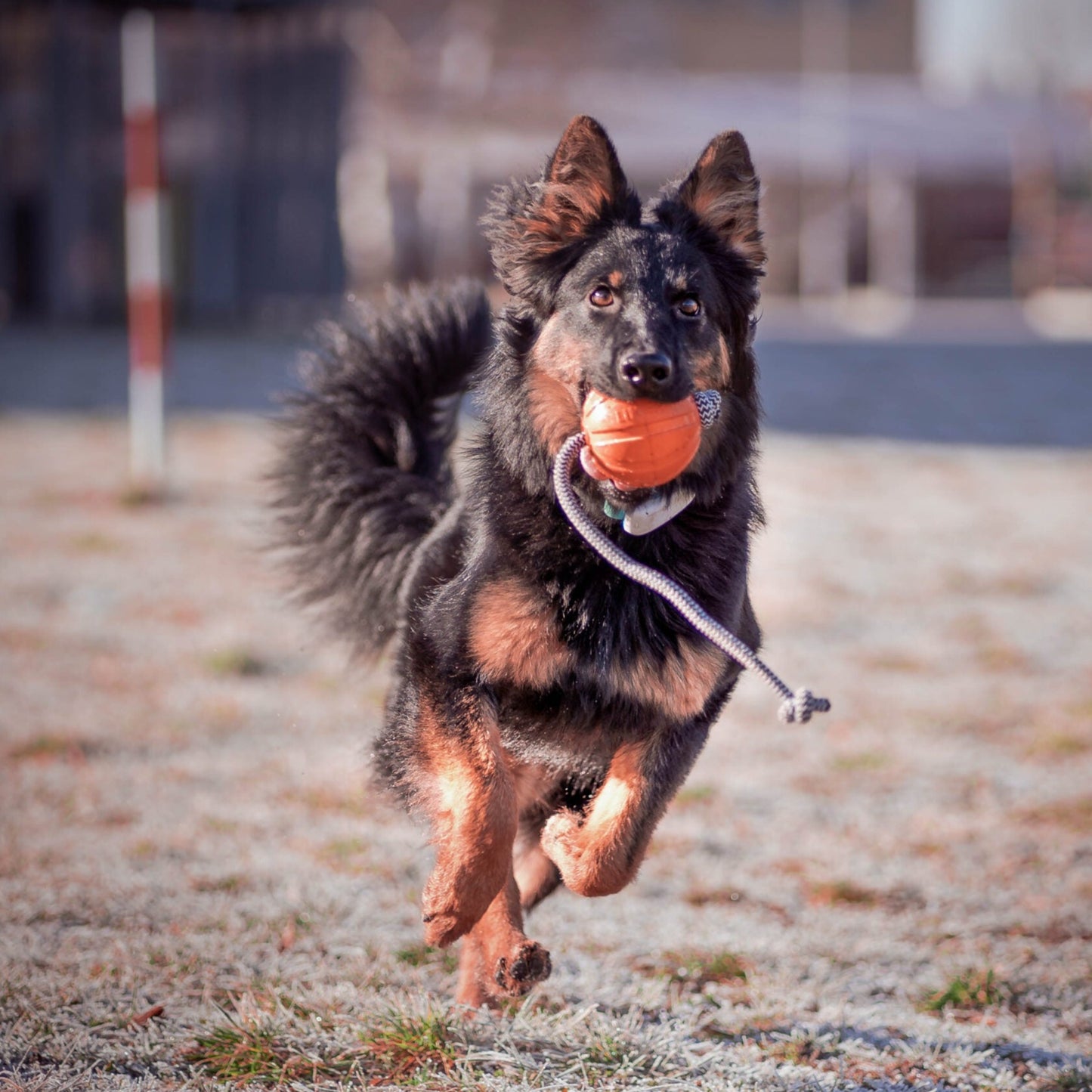 Liker Ball with Cord