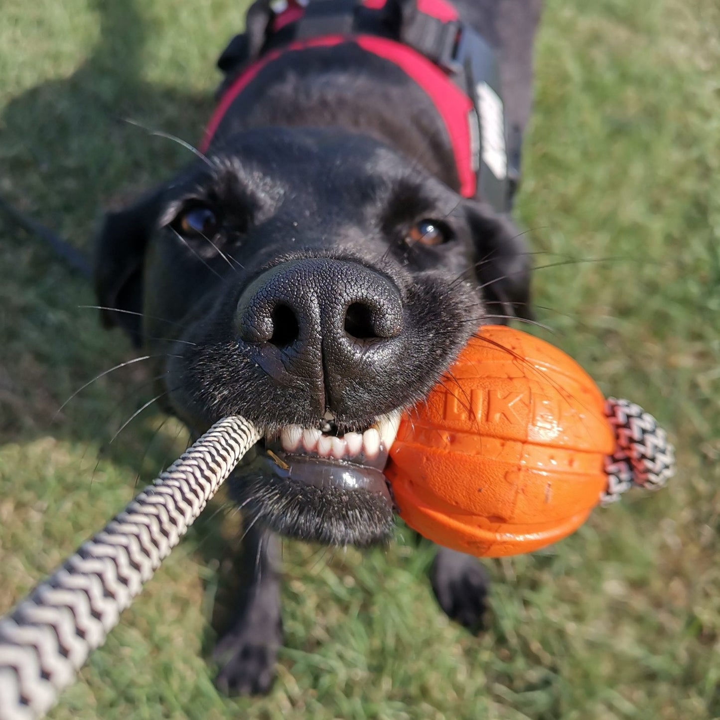 Liker Ball with Cord