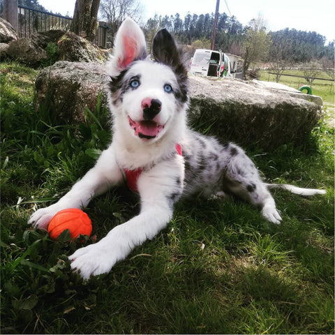 Liker Ball