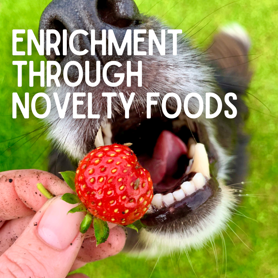 Enrichment Through Novelty Foods