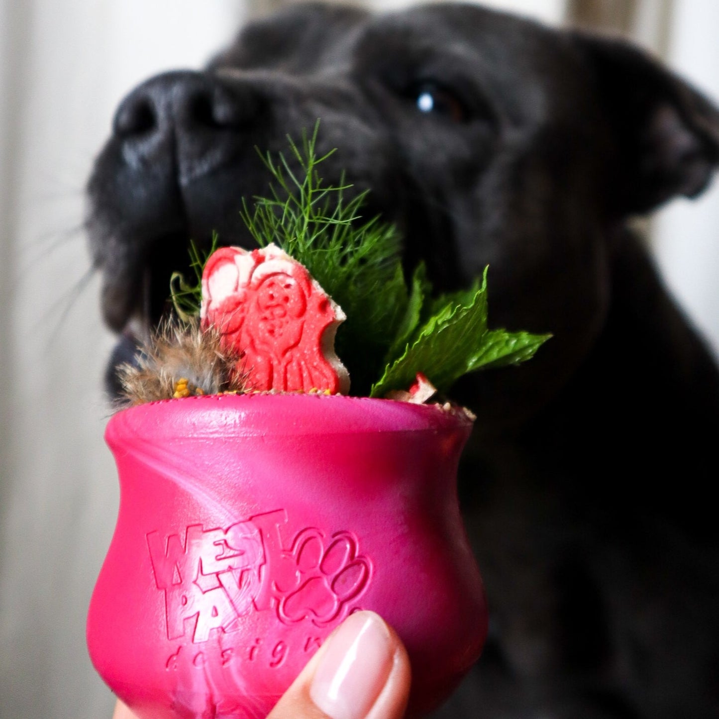[LIMITED EDITION] West Paw - Toppl Candy Cane
