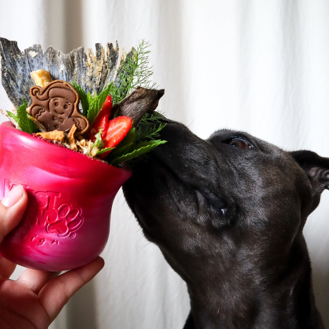 [LIMITED EDITION] West Paw - Toppl Candy Cane