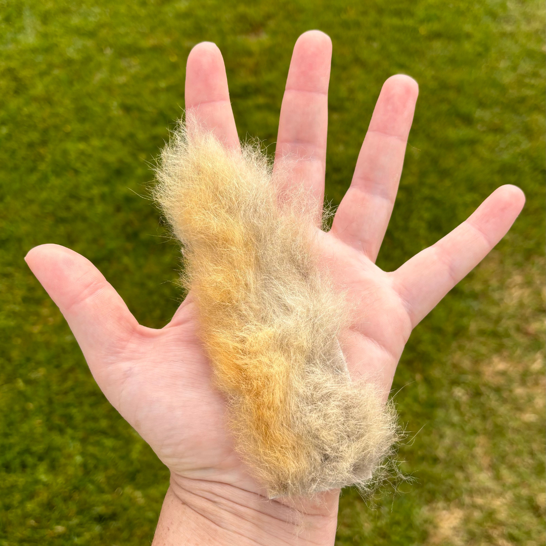 Possum fur offcut
