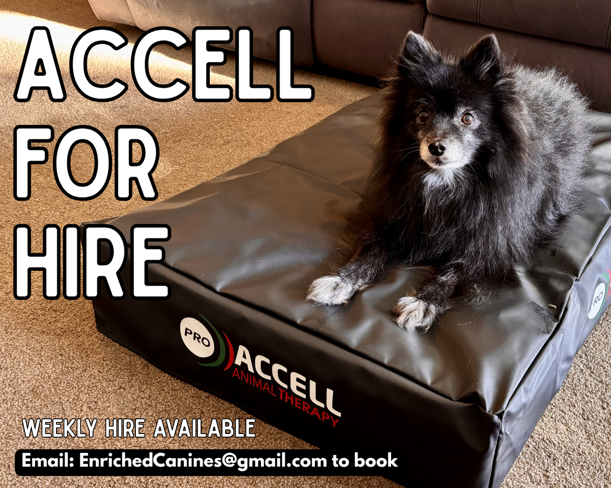 A small black dog lies on a large black ACCELL pet bed in a living room setting, with large text reading 'ACCELL FOR HIRE' and booking information overlaid on the image.