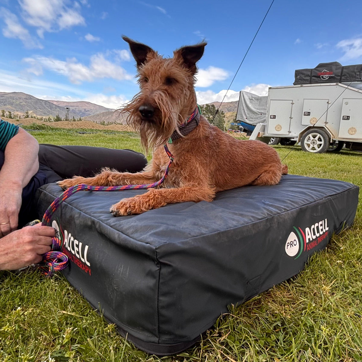 A small brown terrier-type dog lies on a dark gray Accell dog bed set outdoors on grass, with a person reclining beside it and camping trailers and mountains in the background.