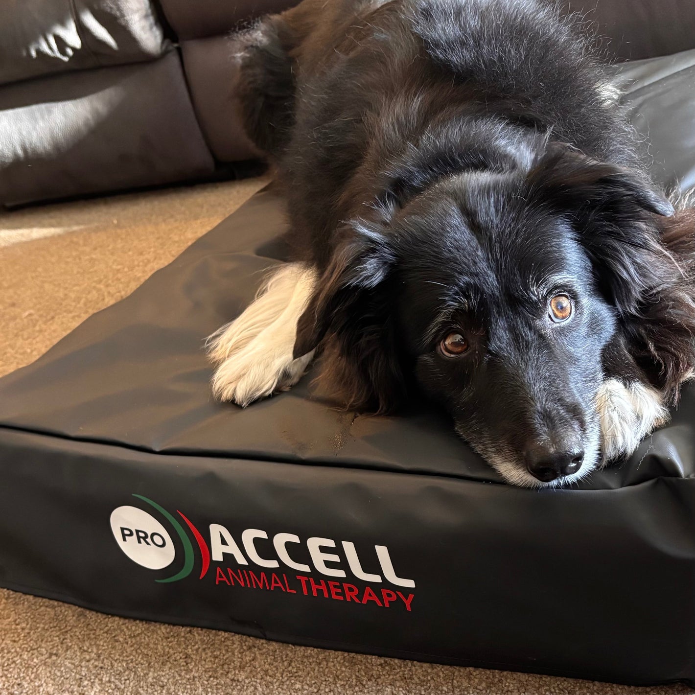 A black dog lying on a branded pet bed in a living room setting. The bed is dark gray/black with visible 'PRO ACCELL ANIMAL THERAPY' branding on the front.