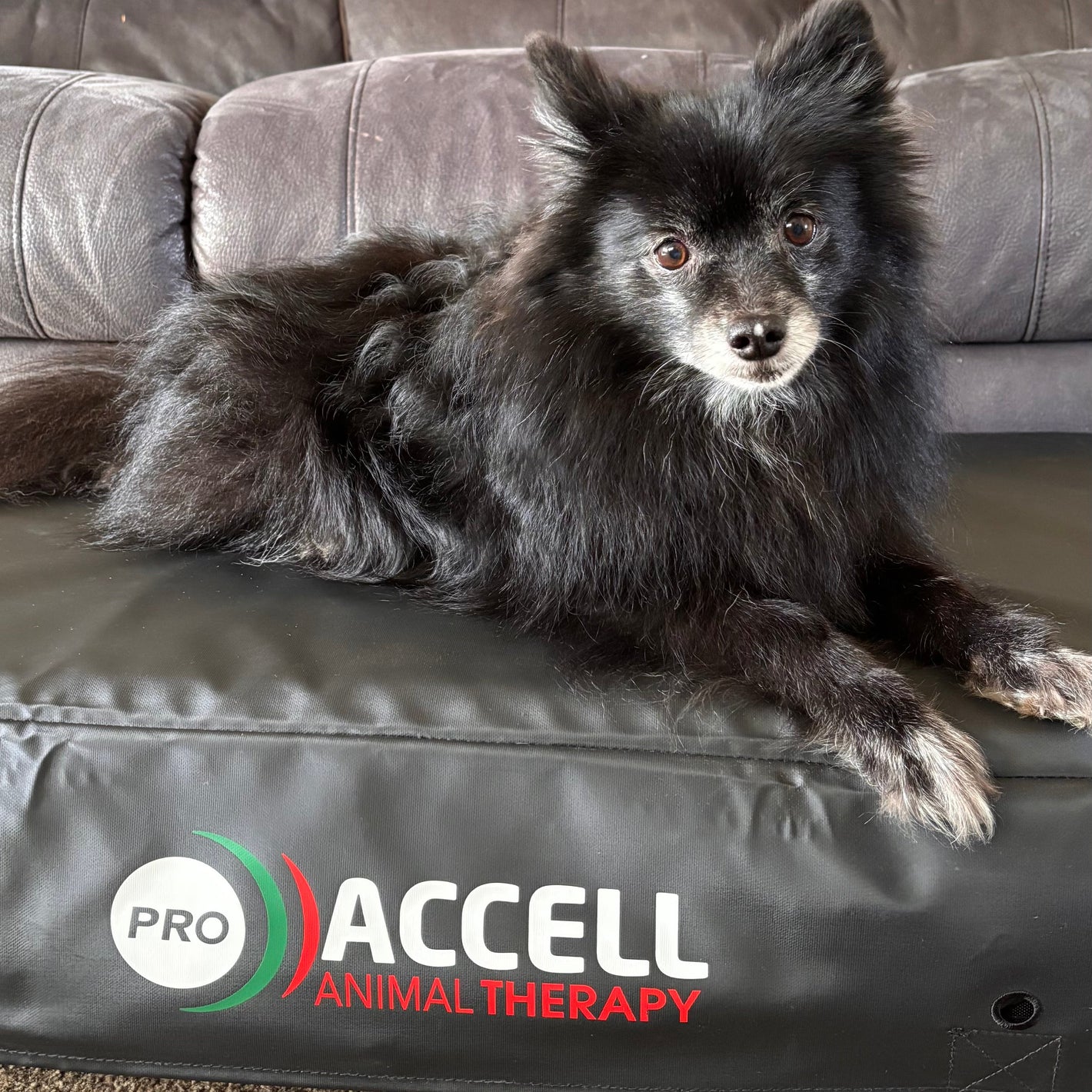 Dog lying on a Pro Accell Animal Therapy mat in front of a gray couch.