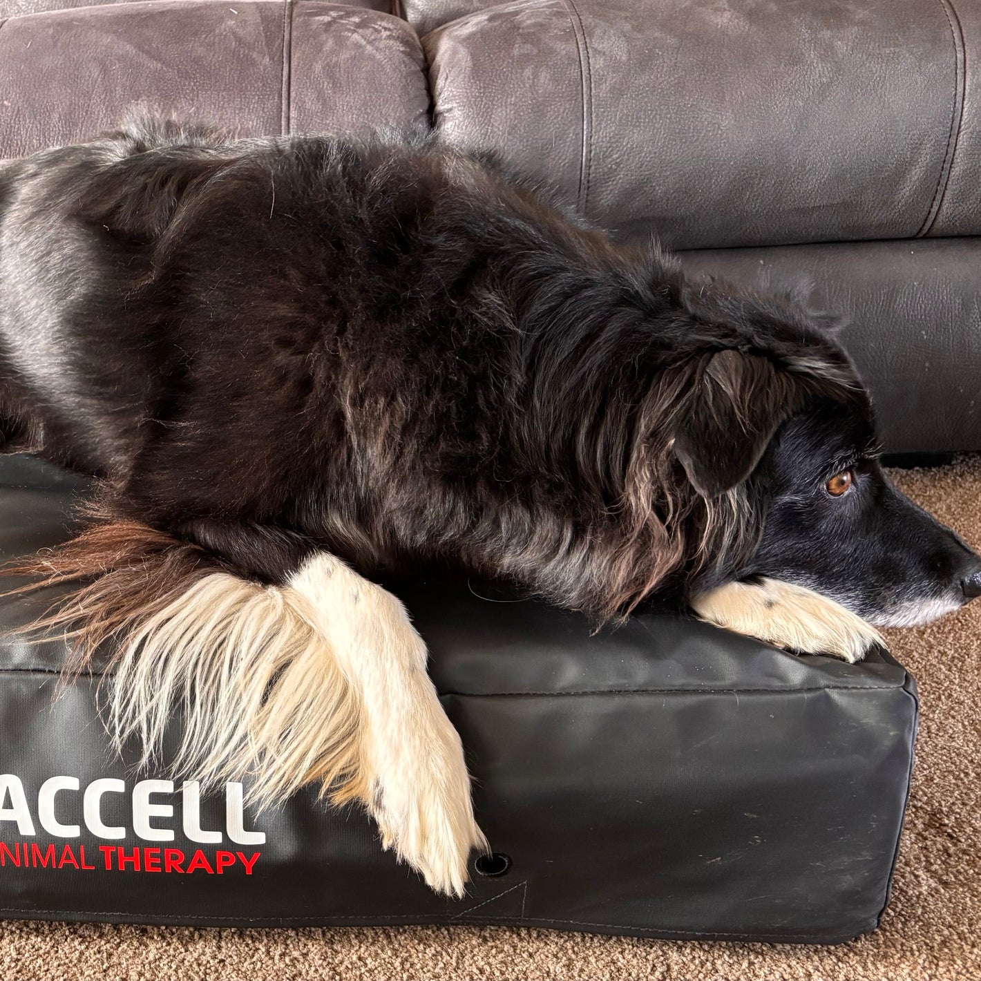 Dog lying on a Pro Accell Animal Therapy dog bed in front of a gray couch.