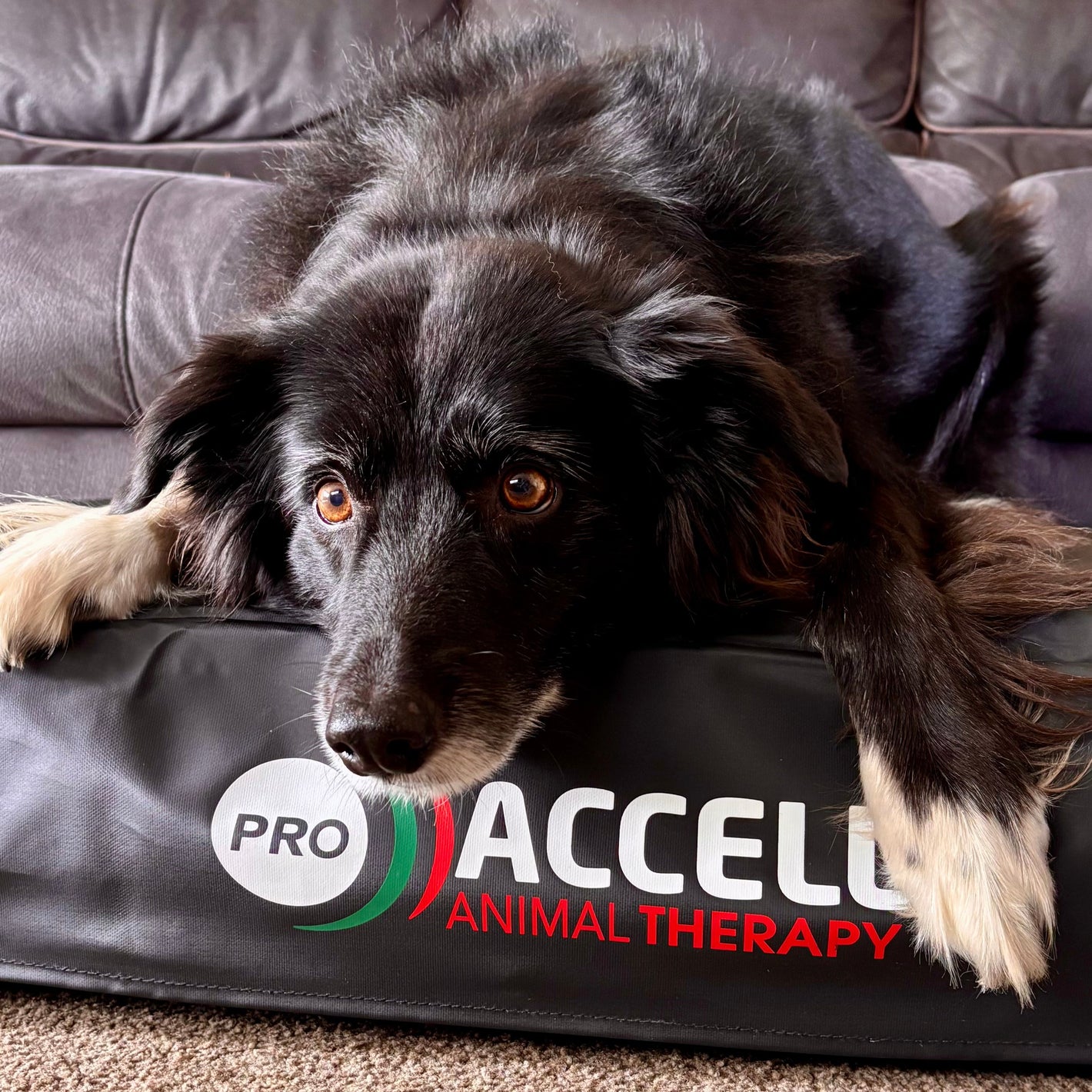 Dog lying on a Pro Accell Animal Therapy mat on a couch.
