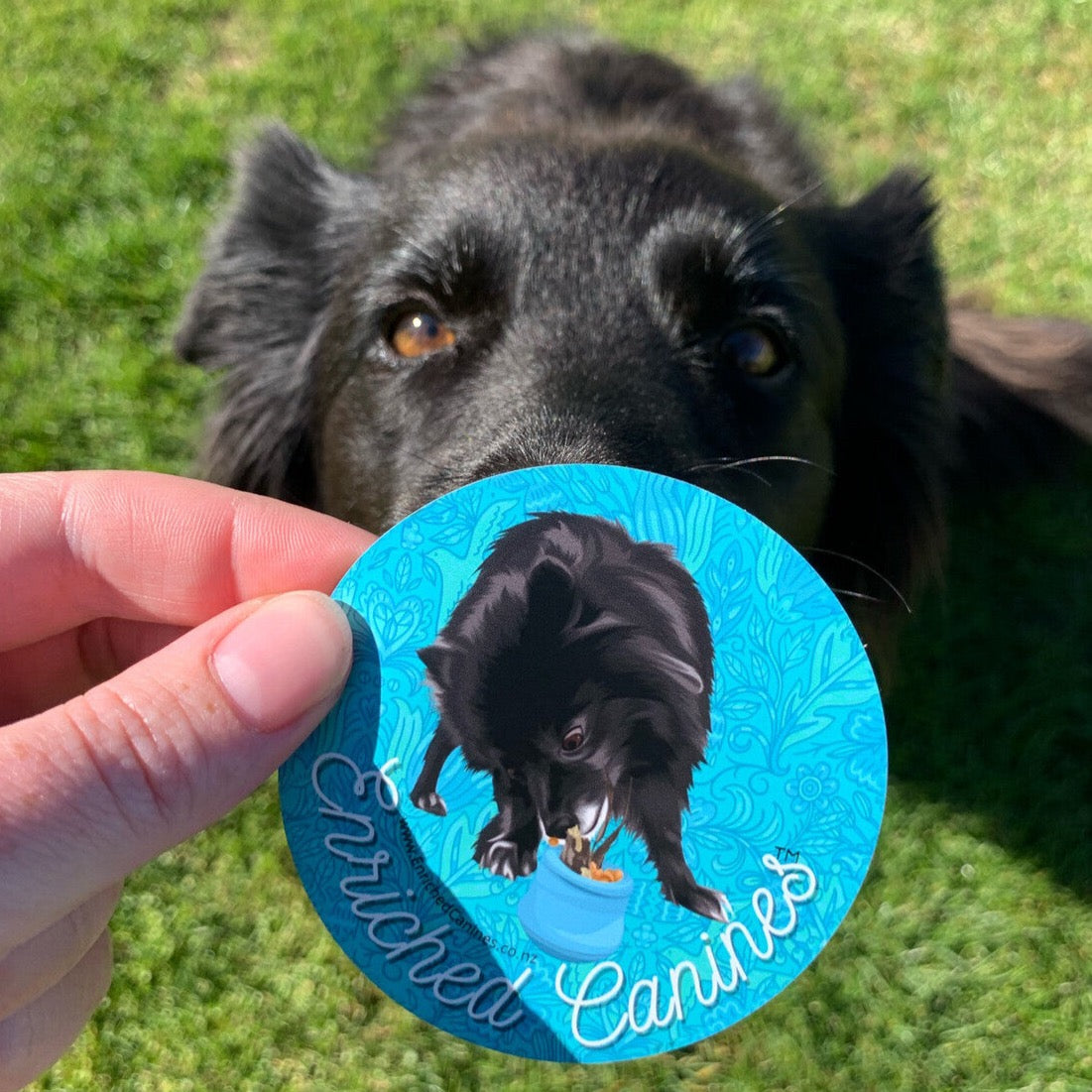 Enriched Canines Magnets