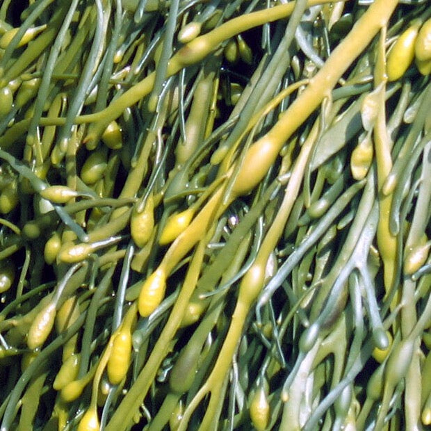 Seatangle Sprinkles - Ascophyllum Nodosum [for sparkling teeth]