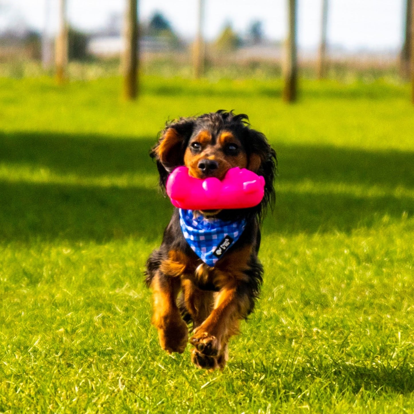 RuffDawg Gummy Bear