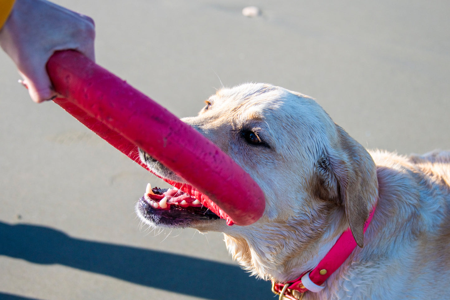 PitchDog Fetch Ring