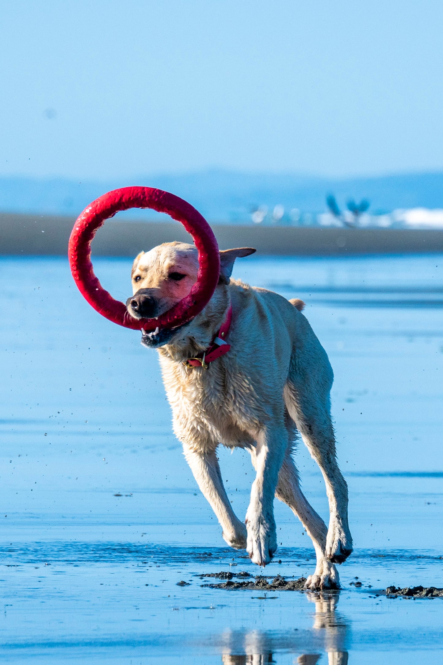 PitchDog Fetch Ring