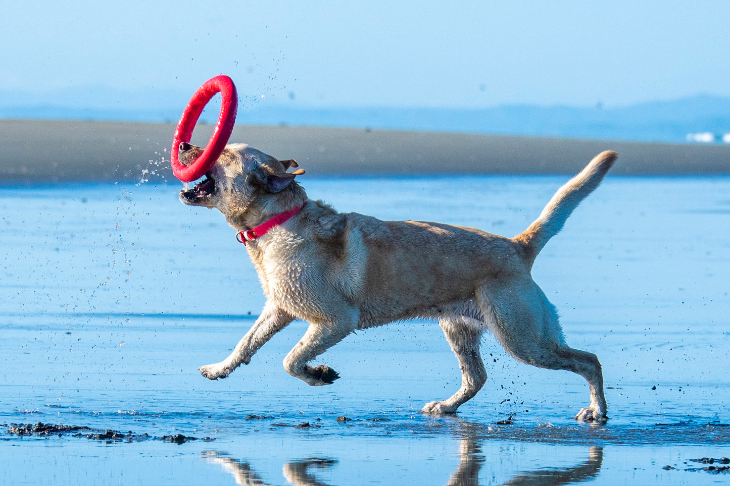 PitchDog Fetch Ring