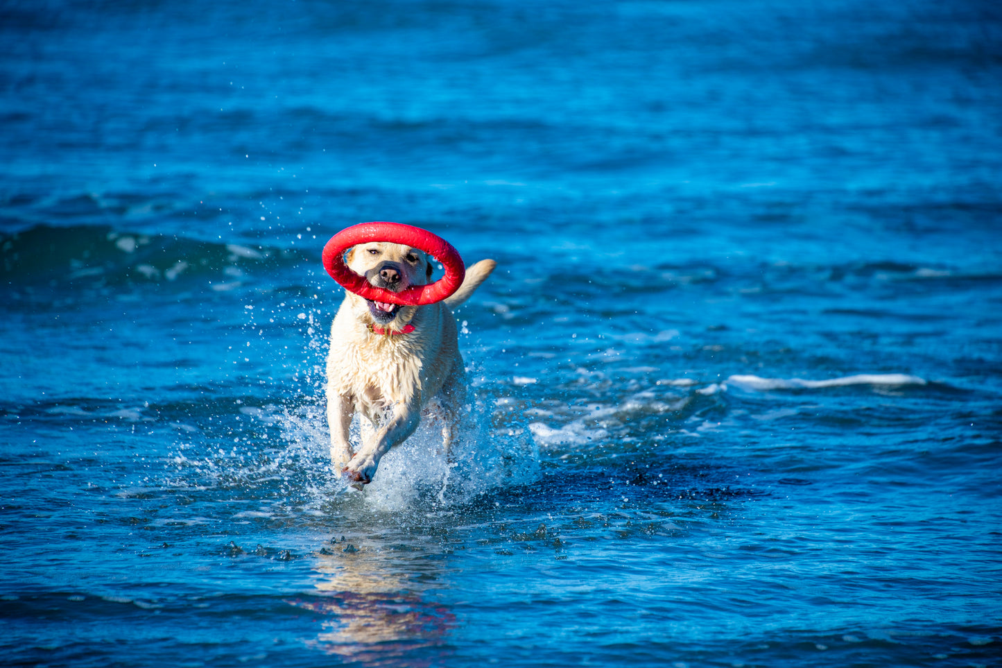 PitchDog Fetch Ring