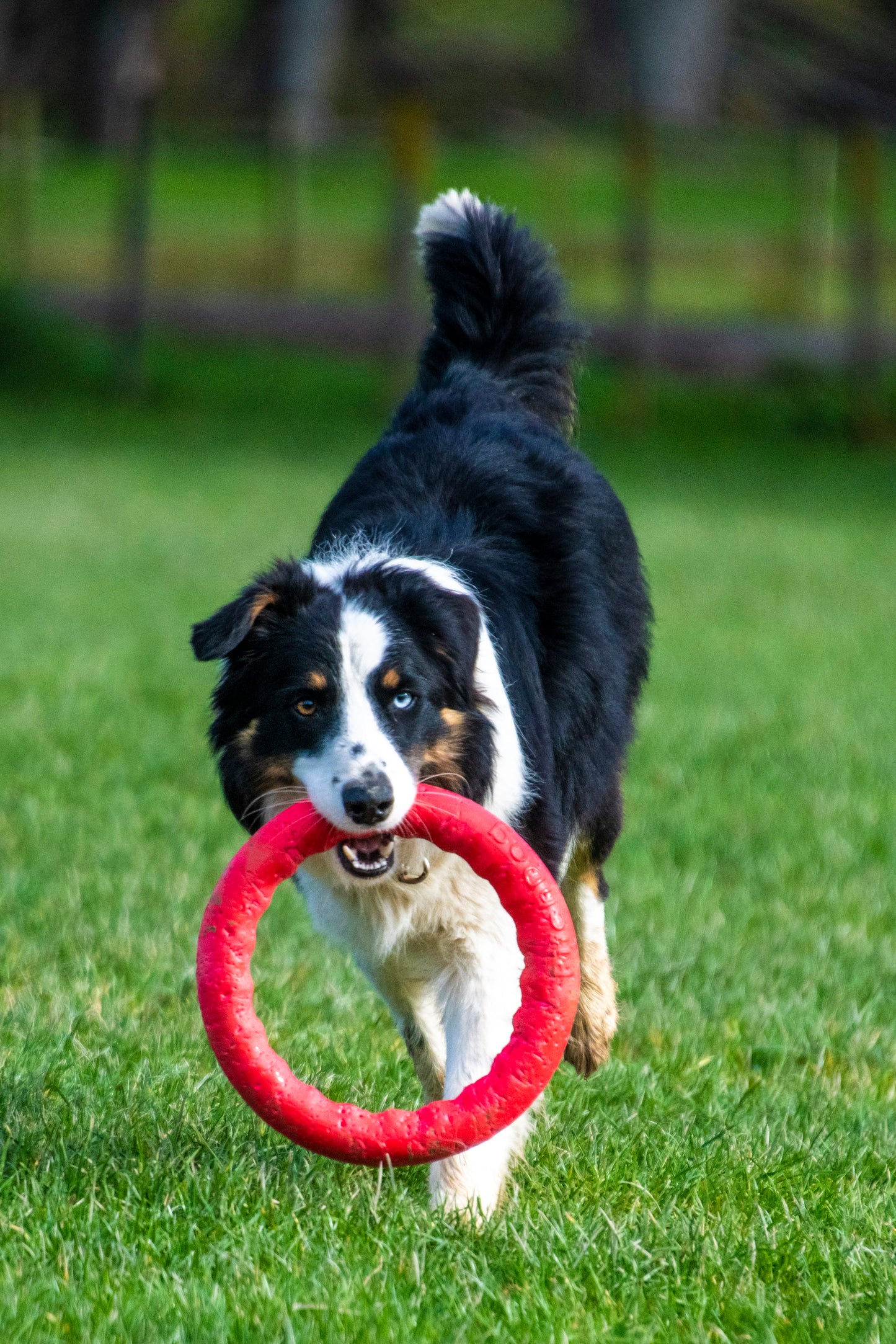 PitchDog Fetch Ring