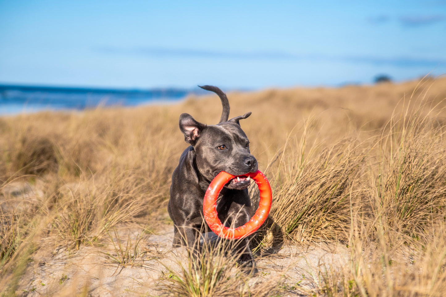 PitchDog Fetch Ring