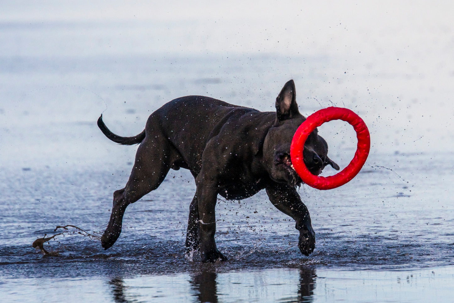 PitchDog Fetch Ring