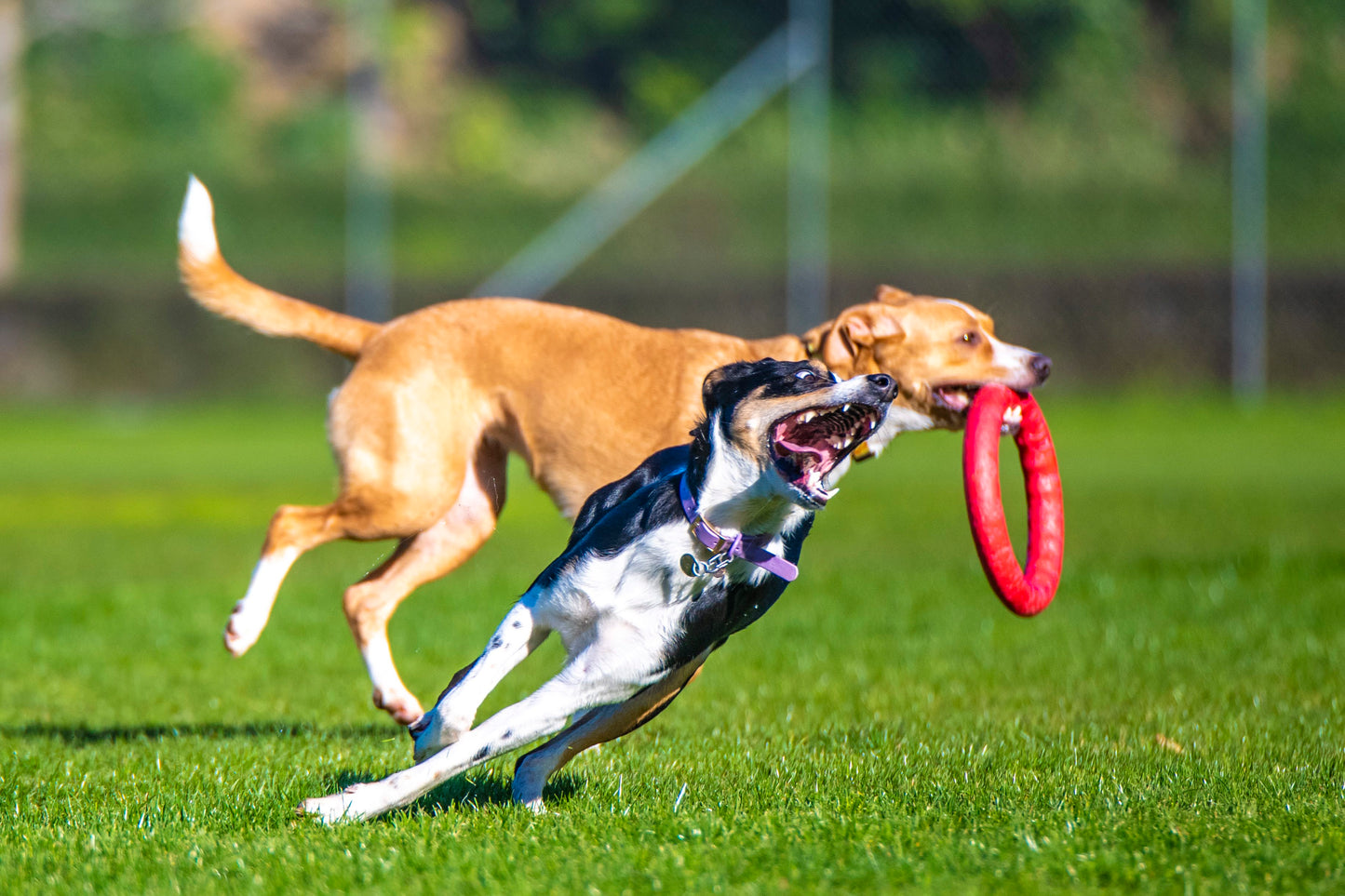 PitchDog Fetch Ring