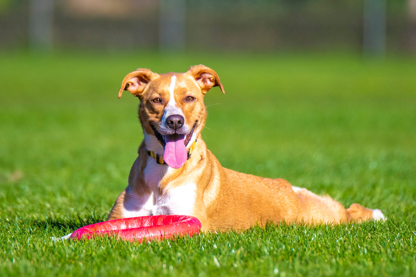 PitchDog Fetch Ring