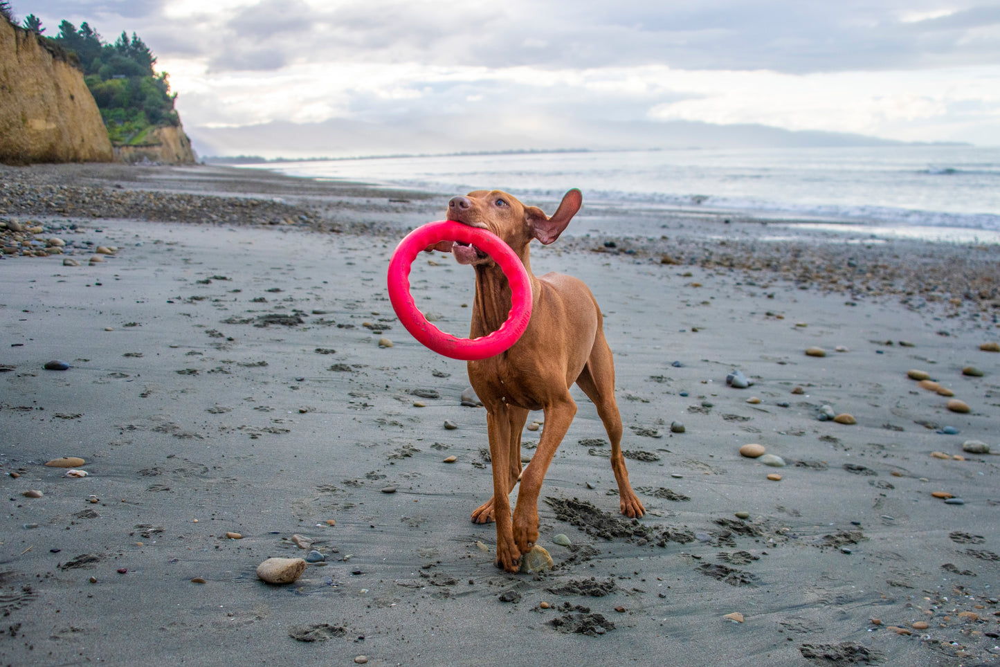 PitchDog Fetch Ring