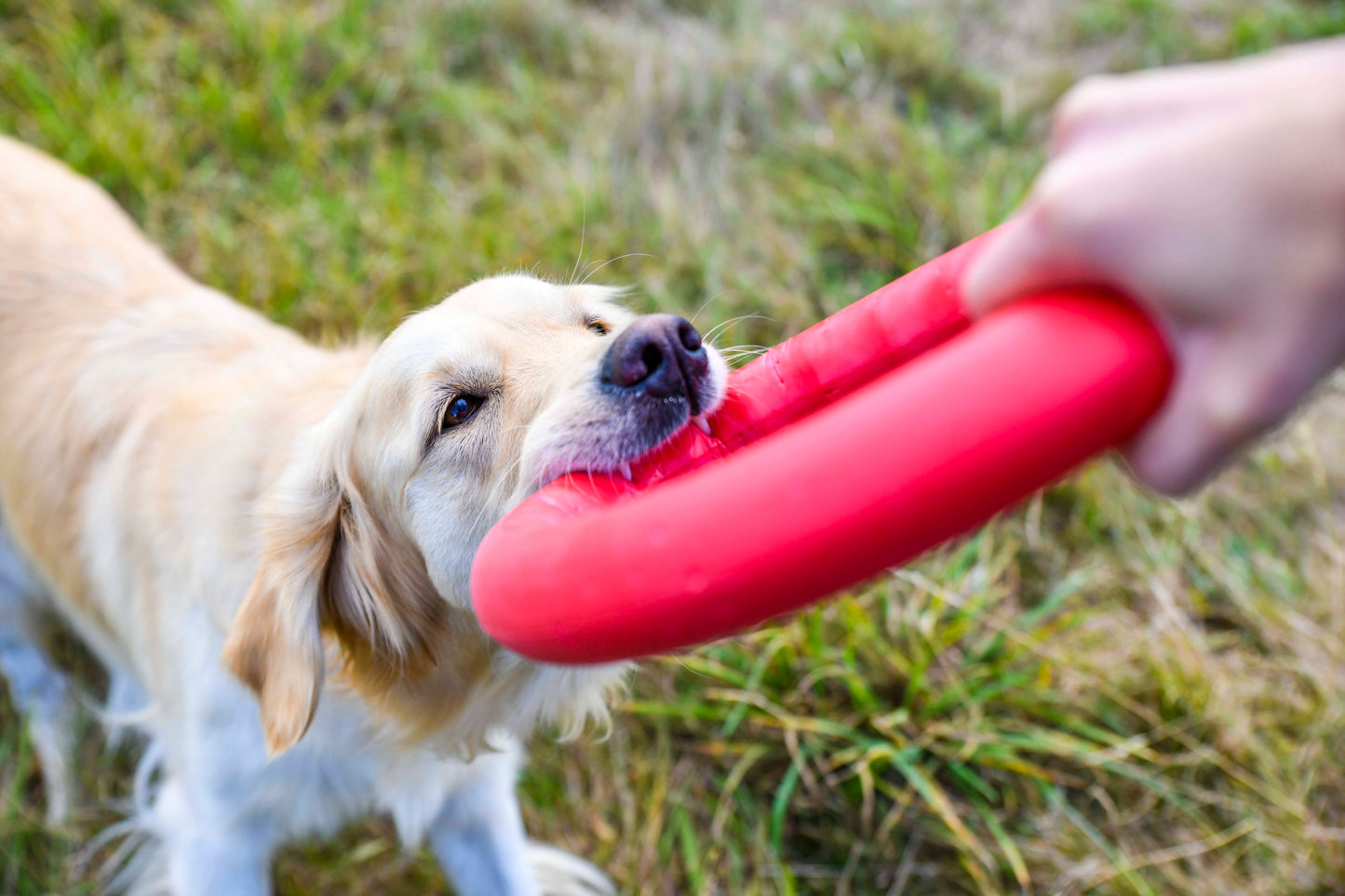 PitchDog Fetch Ring