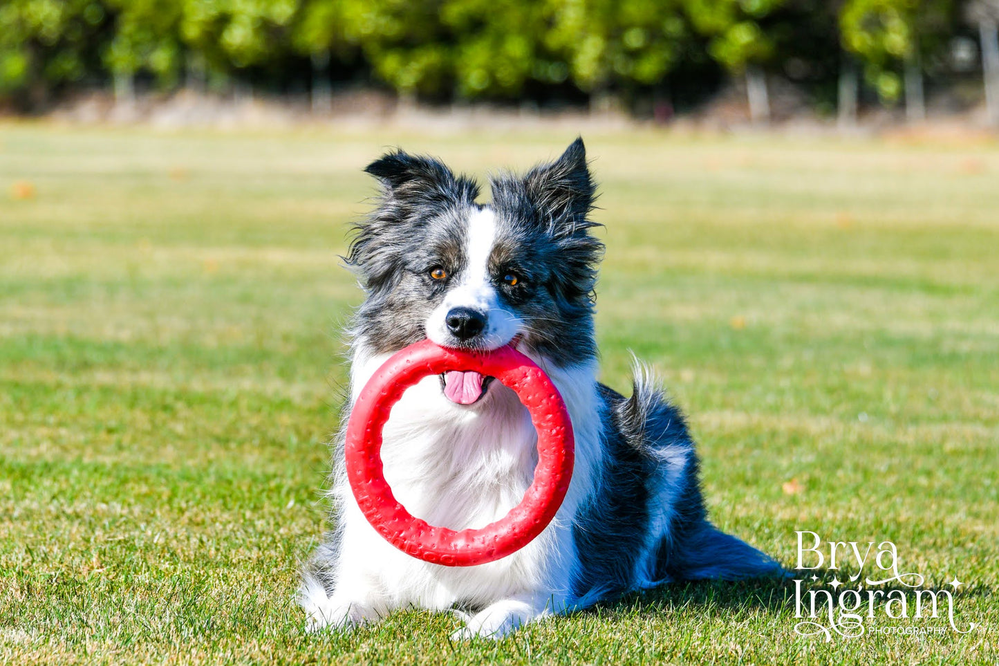 PitchDog Fetch Ring