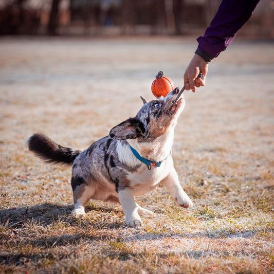 Liker Ball with Cord